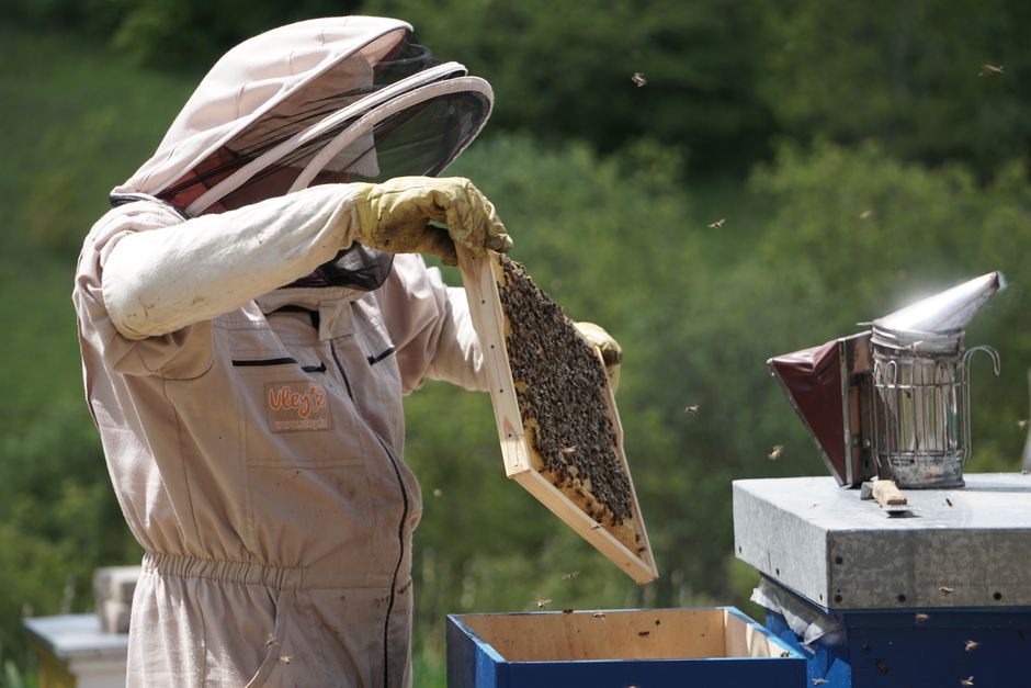 Series of commercial beehives arranged for migratory beekeeping