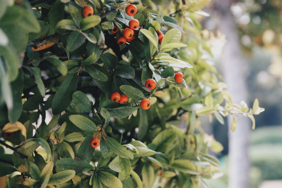 Rows of fruit trees and berry bushes ready for sale at a plant nursery.