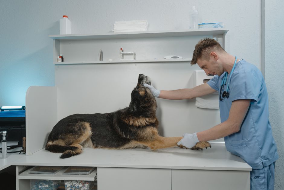 Dr. Jerri Waddington with animals at a rural vet hospital