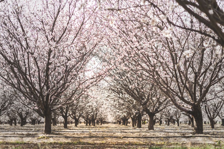 Aerial photograph of almond orchards in California's Central Valley