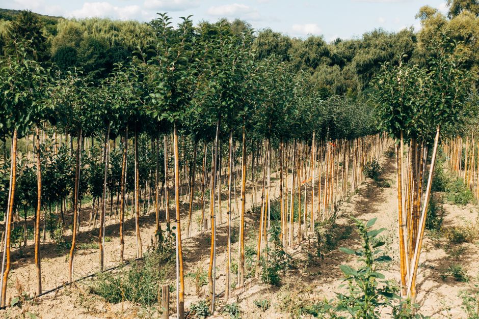 Rows of young trees growing in a nursery field