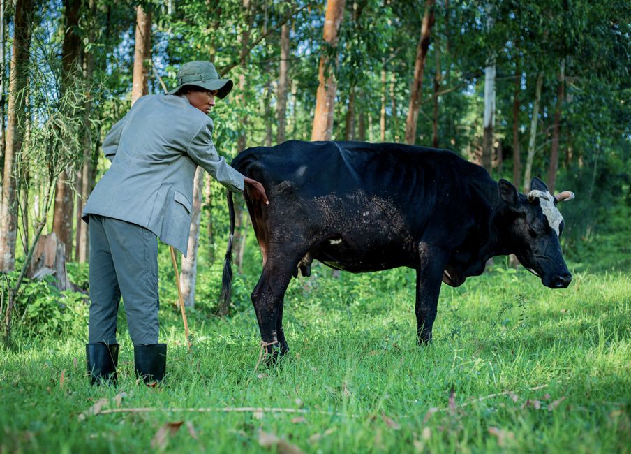 Veterinarian inspects calves in a ranch setting