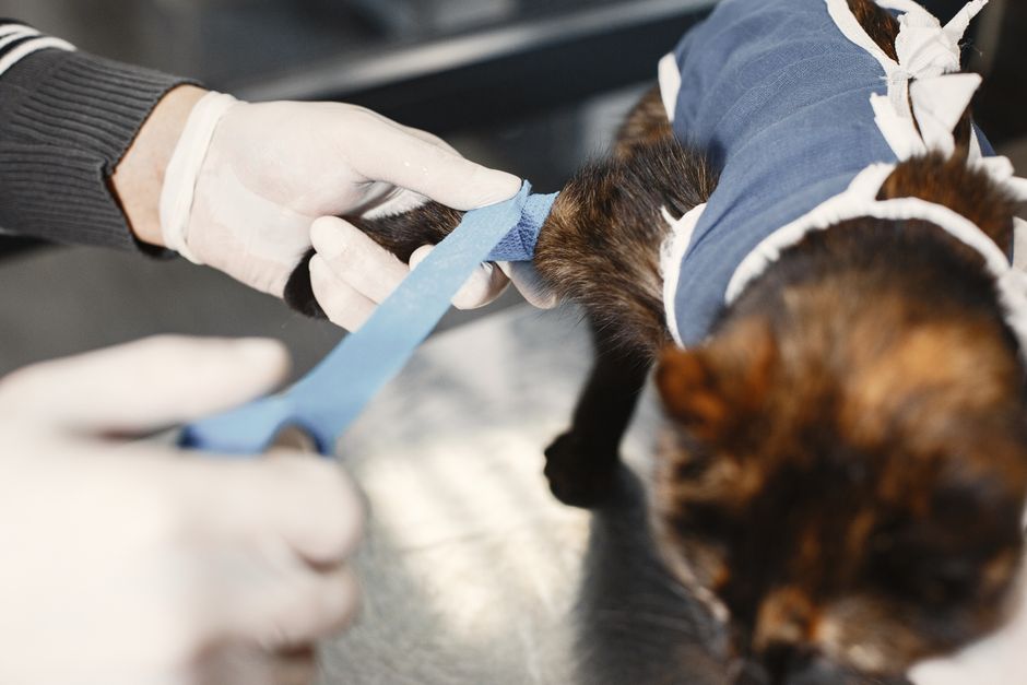 Veterinarian performing animal surgery