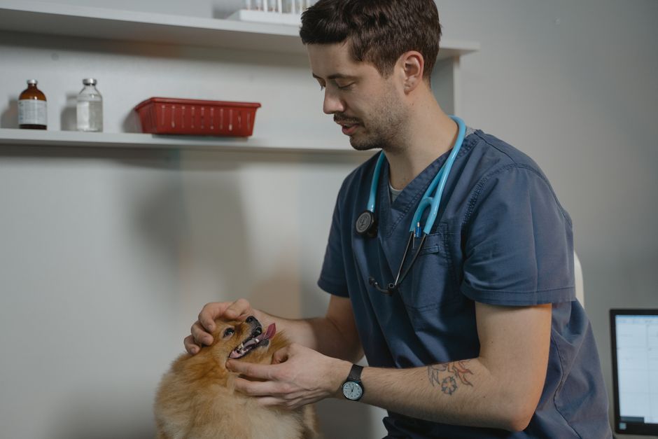 A pet receiving a wellness check-up.