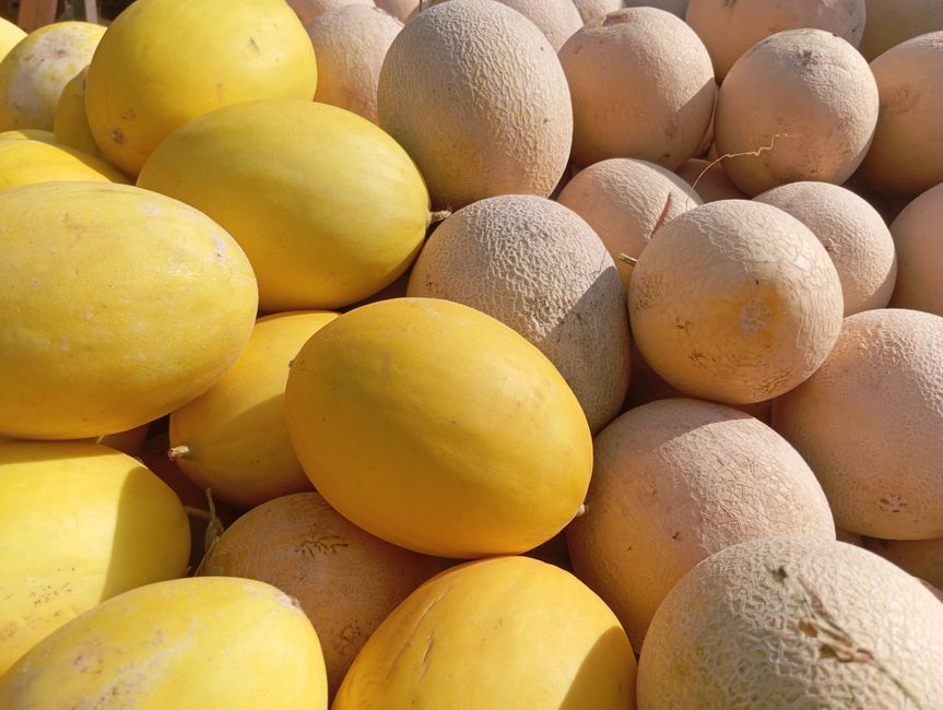 Cantaloupe and honeydew melons packed for distribution