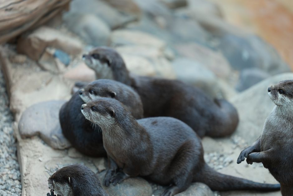 Education workshop about river otters with students