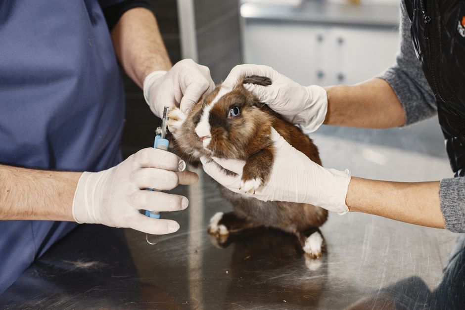 Veterinarian caring for rabbits and guinea pigs
