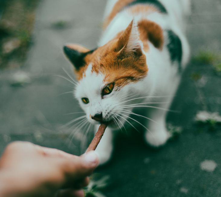Pet nutrition consultation at veterinary clinic