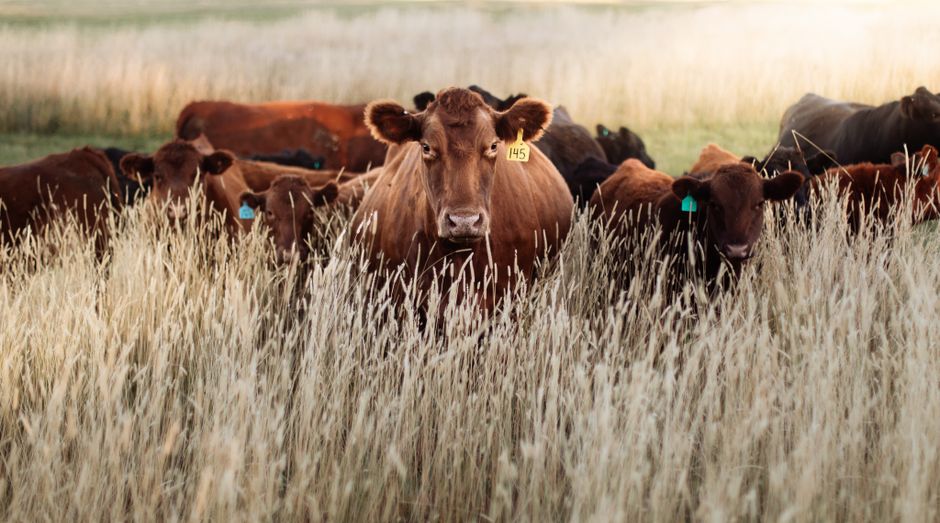 View over a modern ranch with livestock and fields