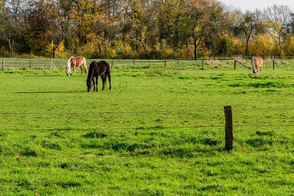 Rescued horses in a green paddock