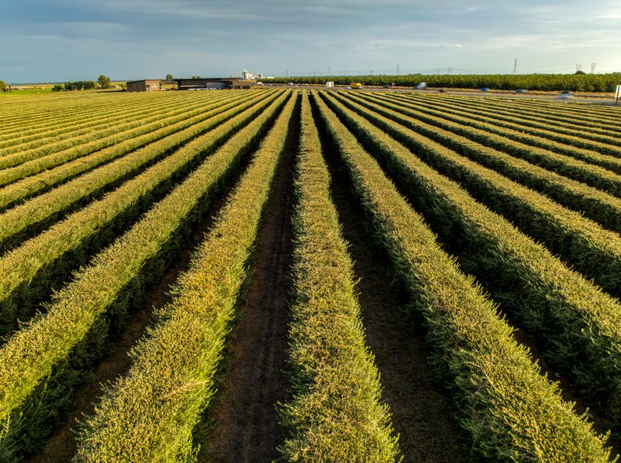 California farmland and crops