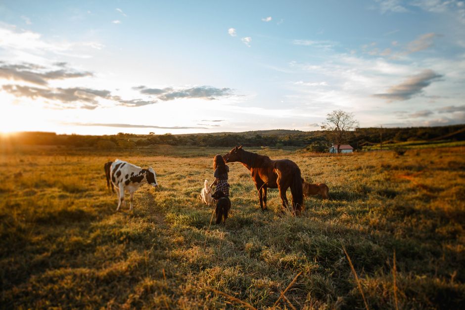Farm veterinarian examining horses and cattle
