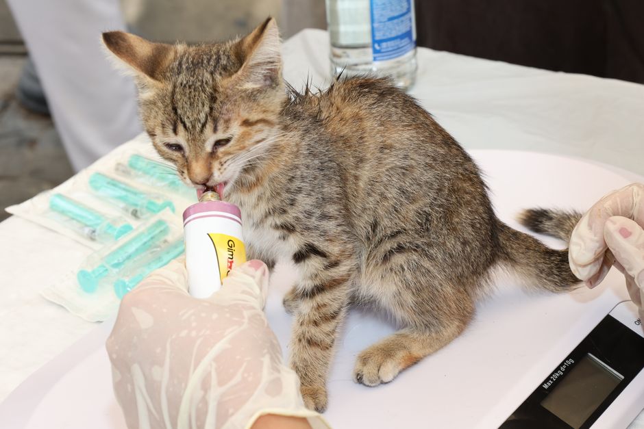 Veterinarian performing emergency care for a cat or dog
