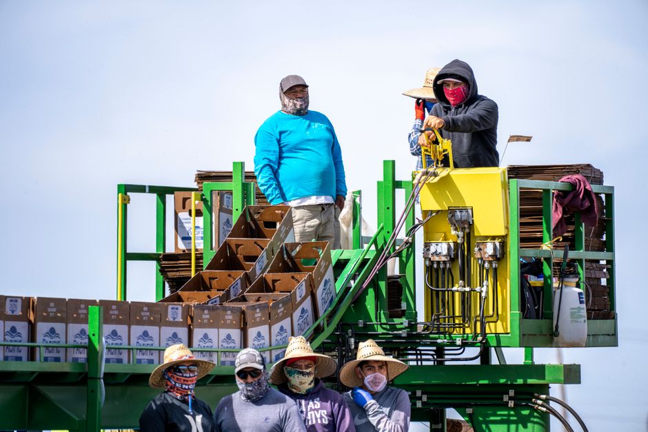 Packaging line for farm products
