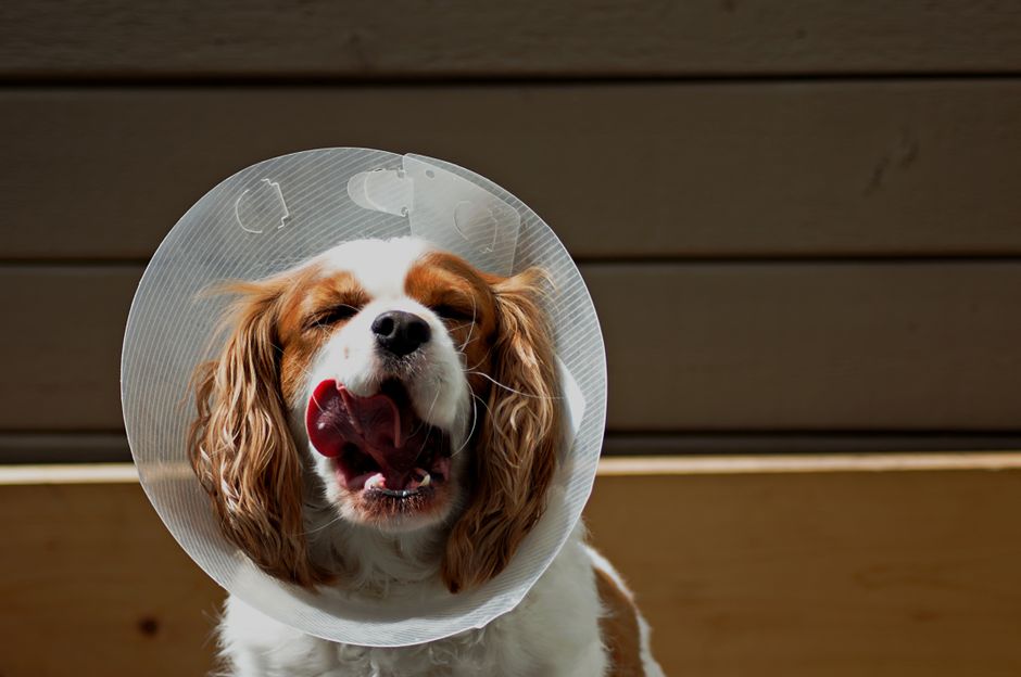 Emergency veterinary care for an injured pet