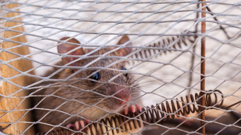 Selection of insecticides, rodenticides, and pest control traps
