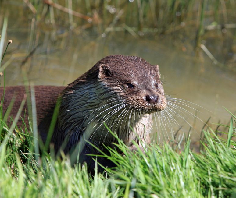 Volunteers conducting citizen science for otter monitoring