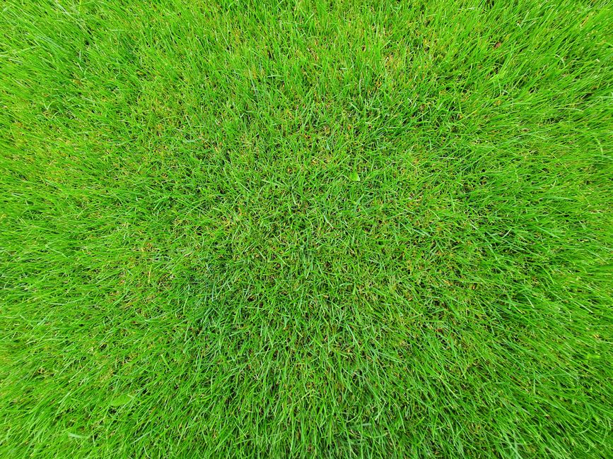 Professional laying fresh sod on a green lawn