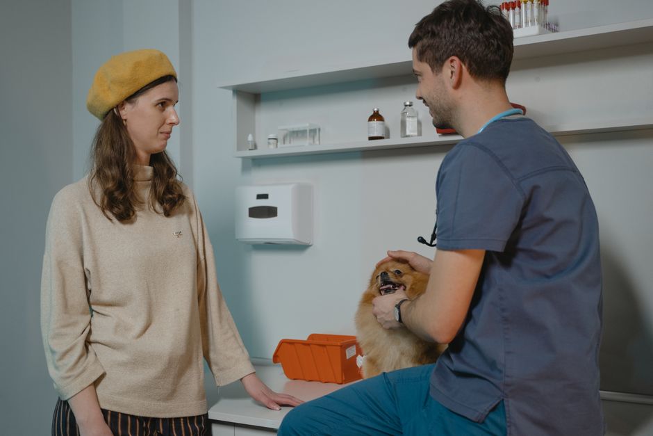 Veterinary consultation for pets