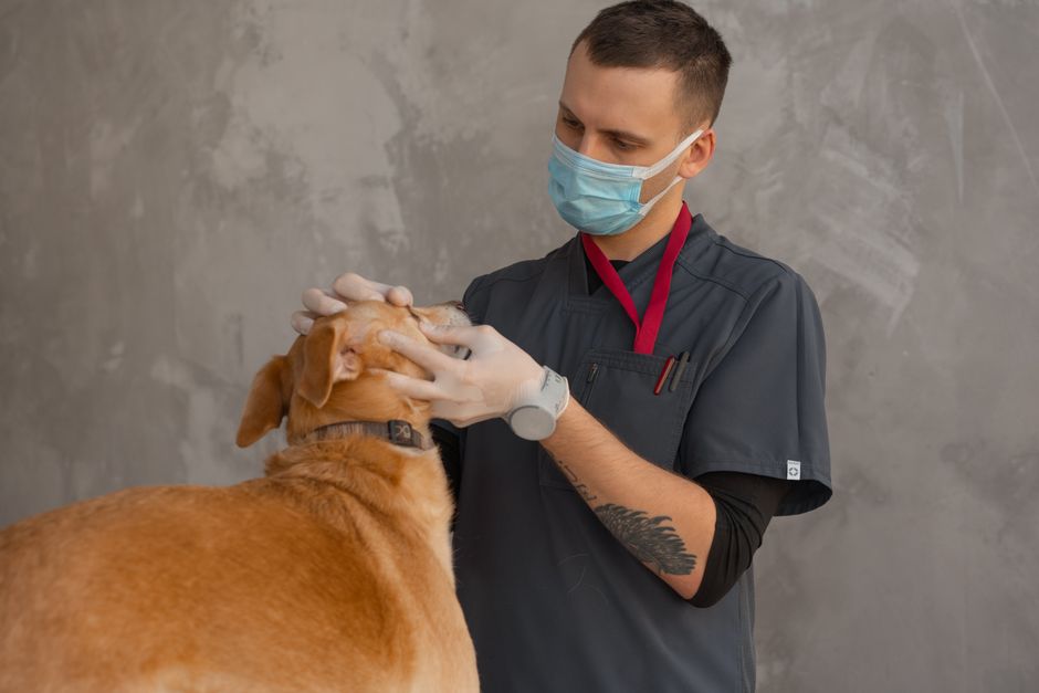 Routine pet examination by veterinarian