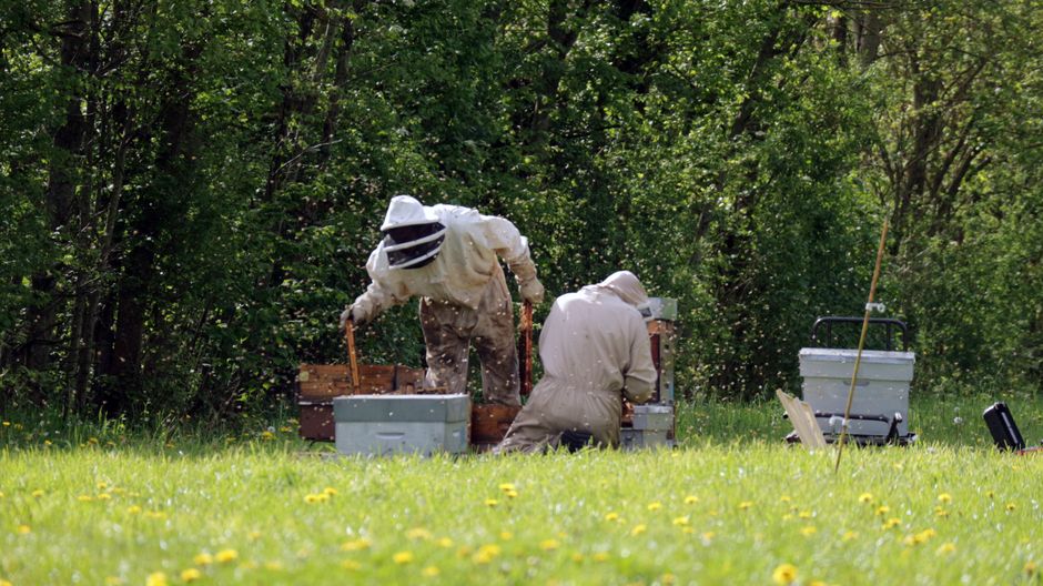 Beekeepers relocating hives in a rural field