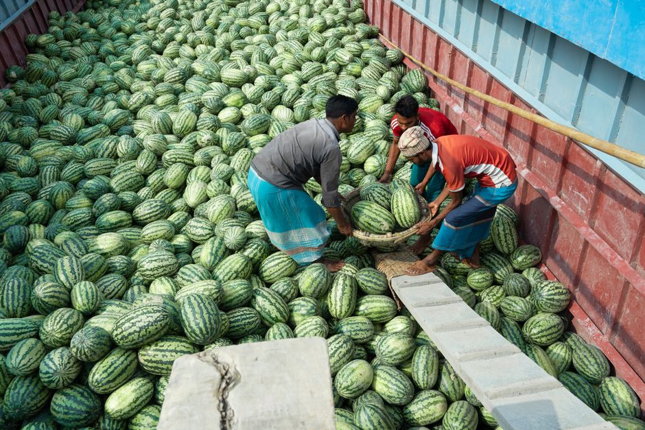Watermelons being harvested and prepared for shipping