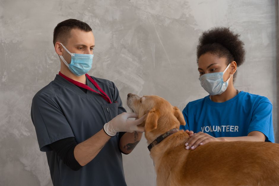 Veterinarian caring for a dog during preventative care visit