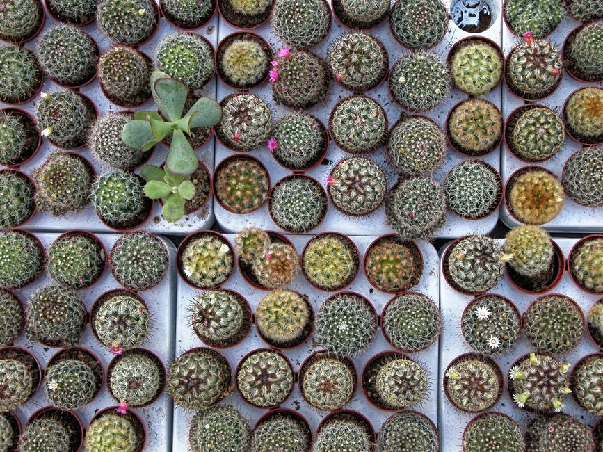 An assortment of succulents and cacti arranged in small planters.