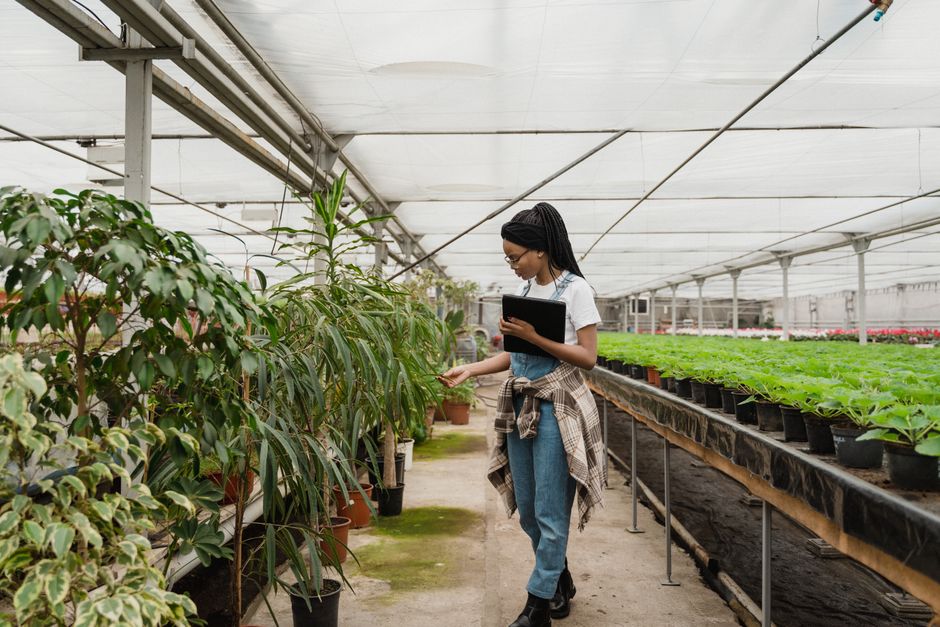 Nursery staff inspecting plant health in a greenhouse