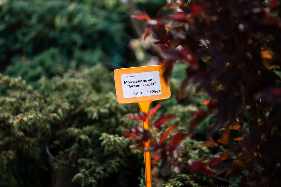 Selection of rare ornamental plants on display