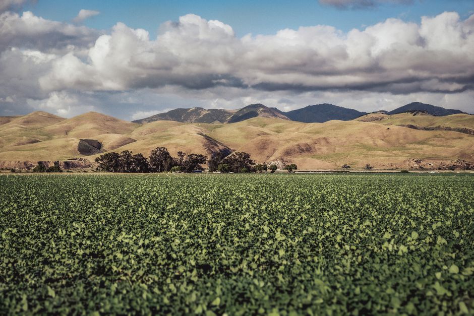 Field of agricultural crops in California