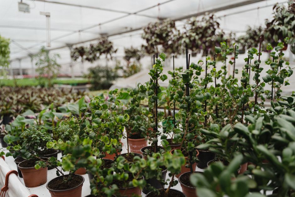 A wide selection of flowering plants and shrubs on display in a garden nursery.