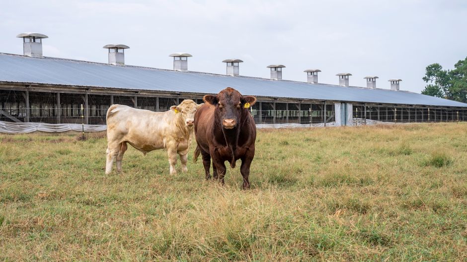 Expansive ranch land with cattle and barns