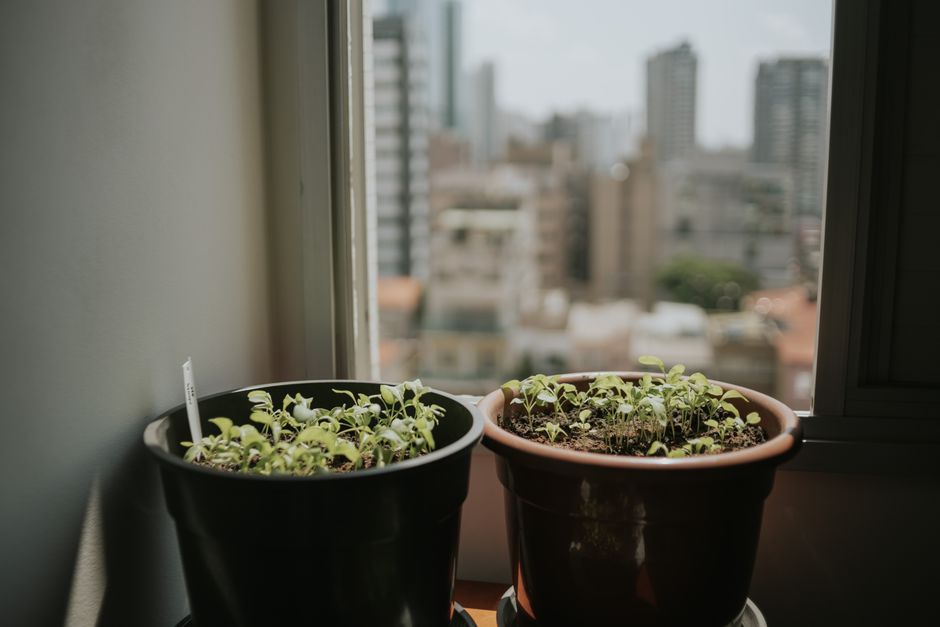 A variety of healthy indoor plants in decorative pots displayed on shelves.