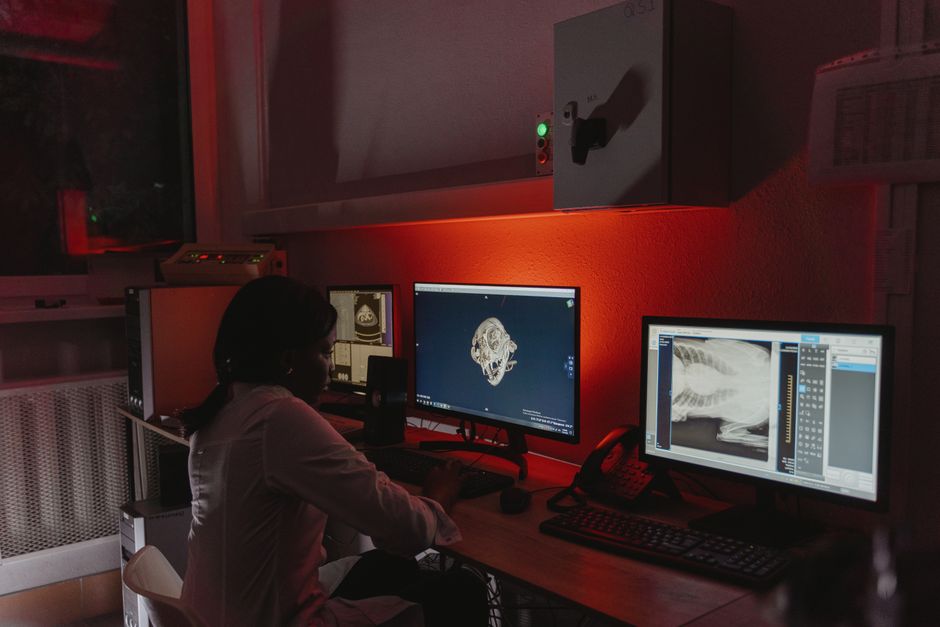 Veterinarian performing diagnostic imaging