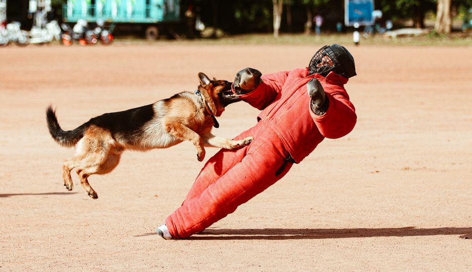 Attorney consulting client on dog bite claim