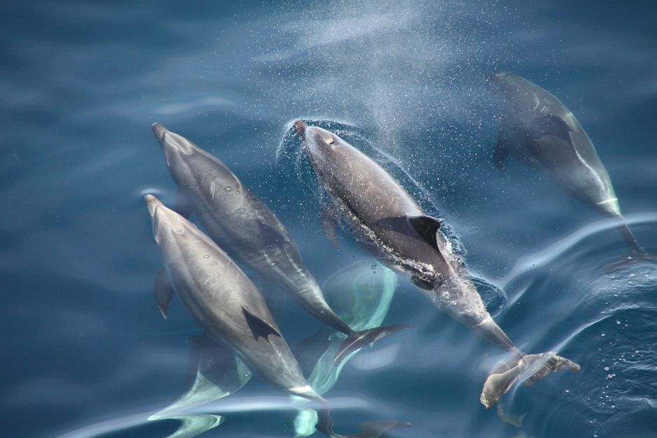 Guests watching dolphins during a marine excursion