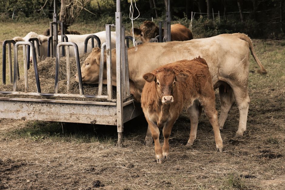 Feeding calves at a livestock ranch