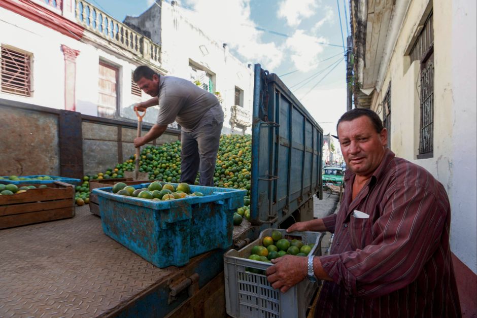 A team coordinating logistics in a global fruit distribution company