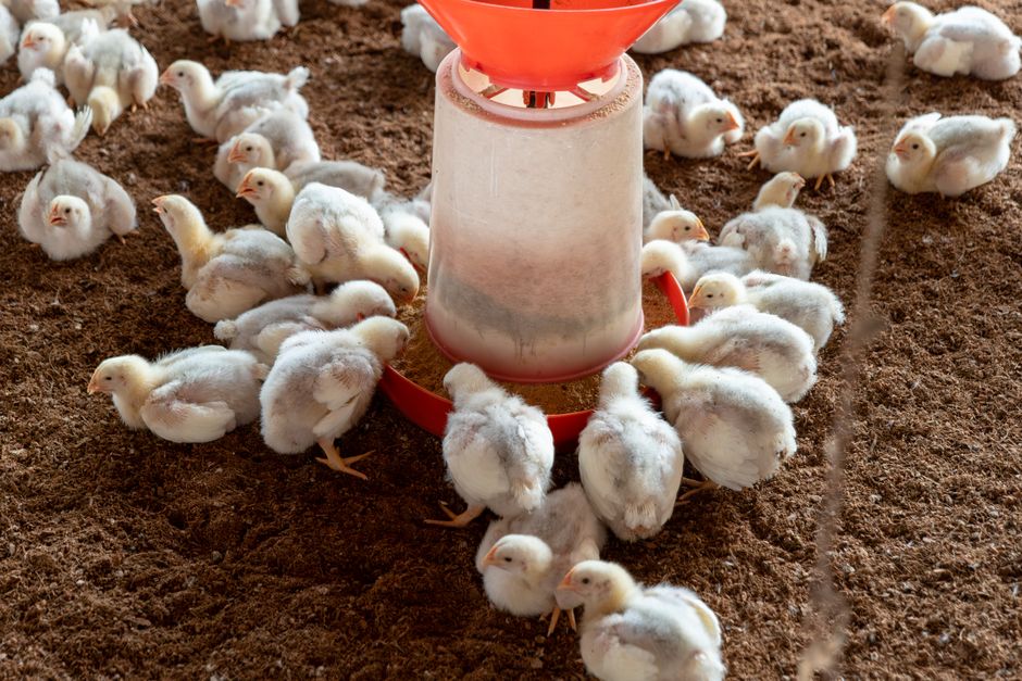 Processed halal poultry displayed for wholesale